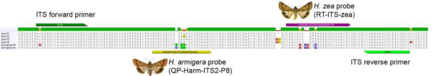 Fig 1. Alignment of ITS2 for H. armigera and H. zea showing sequence variation along with primer and probe locations.