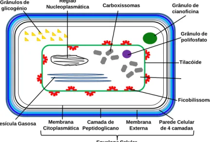 Figura  1  –  Representação  esquemática  de  uma  célula  vegetativa  de  uma  cianobactéria