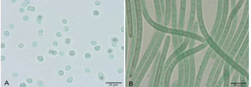 Figura  6 –  Fotografias  das  culturas  de  cianobactérias: A)  M.  aeruginosa  –  LMECYA  7