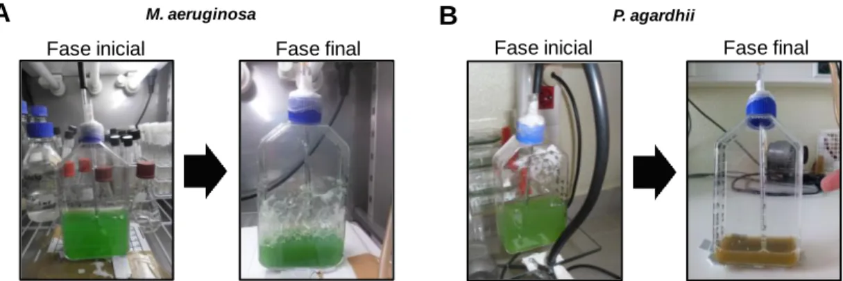 Figura 11 – Fotografias dos frascos de cultura na fase inicial e final do ensaio de exposição a 30 μmol de  fotões m -2  s -1 