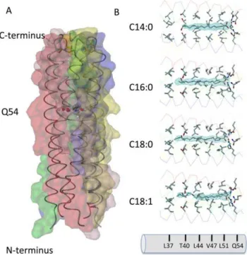 Figure 1. The COMPcc channel in complex with fatty acids. (A) The pentameric COMPcc channel is drawn as Ca-backbone  superim-posed by van der Waals spheres of individual chains that are highlighted by different color schemes