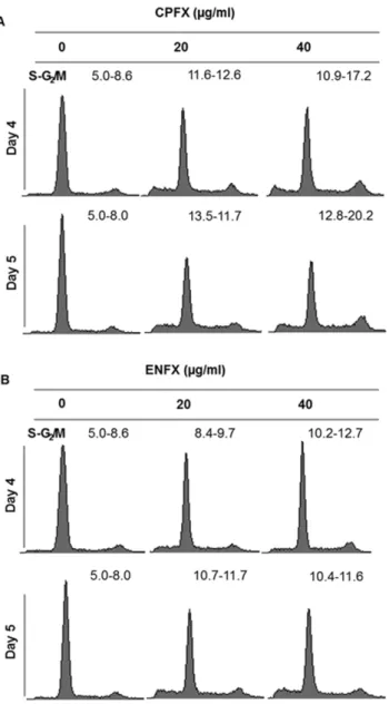 Figure 2. CPFX and ENFX -induced S-G 2 /M arrest on in canine OSA cells. The effect of CPFX (A) or ENFX (B) on cell cycle distribution was investigated by flow cytometry in Abrams cells following 4 days or 5 days of treatment