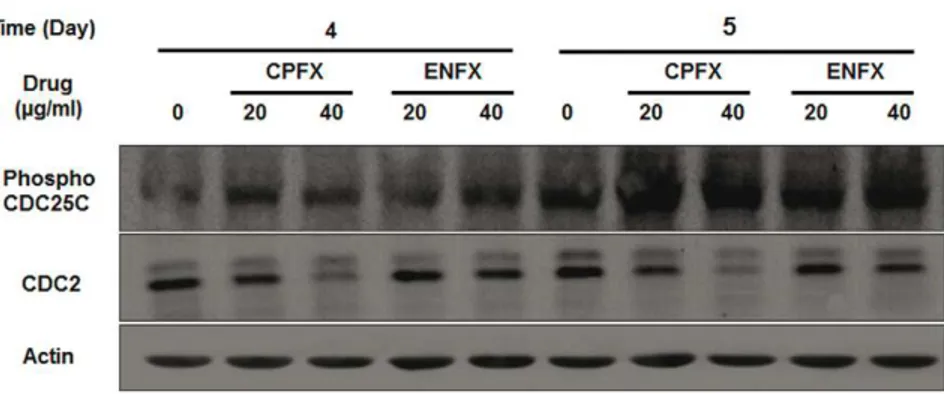 Figure 4. Activation of apoptotic cell death induced by CPFX or ENFX. A. Caspase-3/7 activity was measured in relative fluorescence unit with a commercial assay kit in canine Abrams OSA cells following incubation with CPFX (20 and 40 mg/ml) or ENFX (20 and