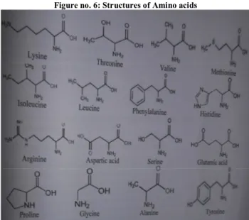 Figure no. 6: Structures of Amino acids 