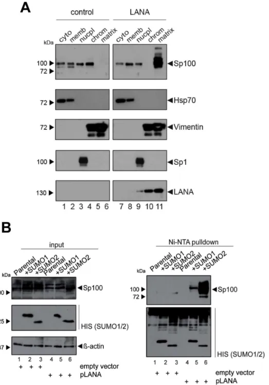 Figure 8. LANA induces relocalization and SUMOylation of Sp100. (A) EA.hy cells were transduced with an YFP labeled retroviral LANA expression construct (right panel) or a control retrovirus (left panel)