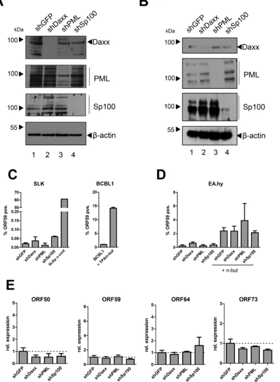 Figure 9. Depletion of ND10 components does not interfere with latency establishment in SLK or EA.hy cells