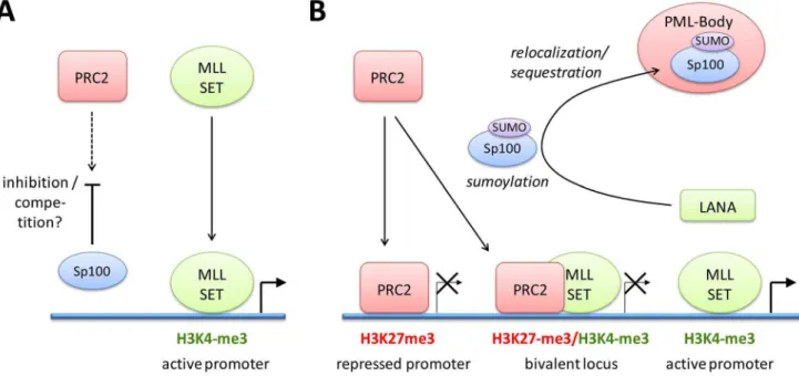 Figure 12. Model of events during early KSHV latency establishment. (A) Immediately after infection, MLL/SET containing complexes are recruited to viral episomes by as of yet unknown cellular and/or viral factors, resulting in the establishment of the earl