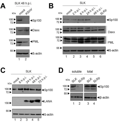 Figure 3. Soluble Sp100 levels are reduced upon KSHV infection of SLK cells. (A) Analysis of low-salt soluble RIPA extracts prepared from mock infected or KSHV infected SLK cells after 48 hours