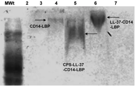 Figure 8. Electrophoretic mobility gel shift assay of meningococcal CPS- lpxA polymers in the presence of LL-37, LBP and CD14
