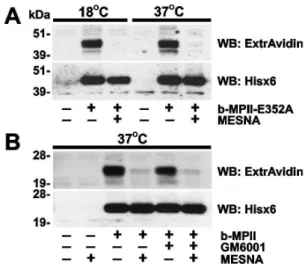 Figure 5. Immunostaining of cell-bound MPII. A, HT29 cells. B, U251 cells. Cells were left intact or incubated for 3 h at 37 u C with MPII, MPII- MPII-E352A, FRA3 or FRA3-E349A (5 mg/ml, each)