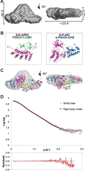 Figure 3. Structural modeling of IPP min based on SAXS data. A) Averaged molecular envelope for IPP min 