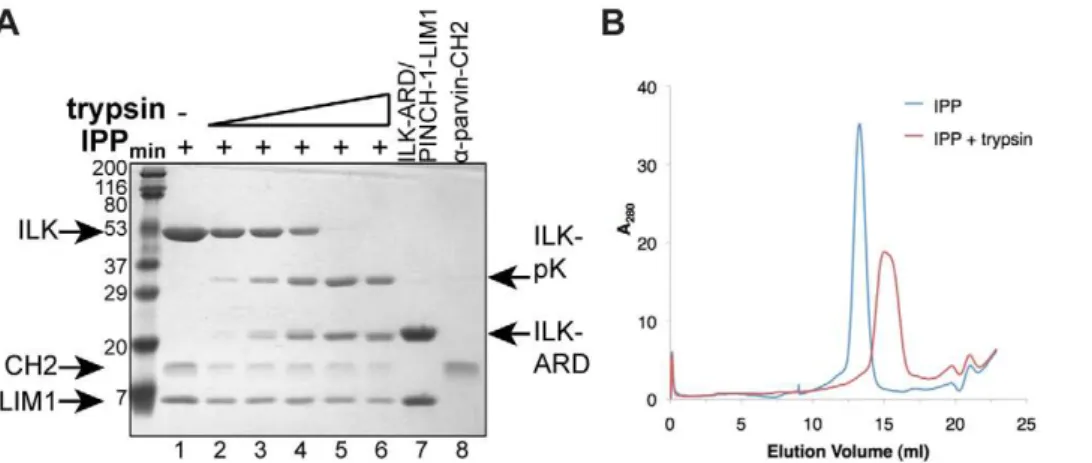 Figure 5. An unstructured linker in ILK connects the N- and C-terminal subunits of IPP