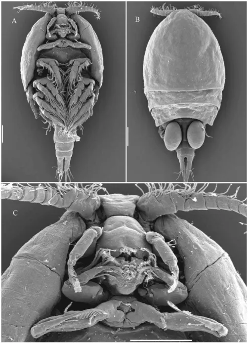 Figure 2. Stygiopontius pectinatus (female) SEM micrographs. A: habitus, ventral view