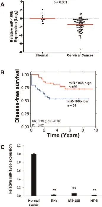 Figure 1. miR-196b down-regulation in cervical cancer. A) miR- miR-196b expression levels were measured using qRT-PCR in 79 primary cervical cancer samples, compared to 11 normal cervix epithelial tissue controls