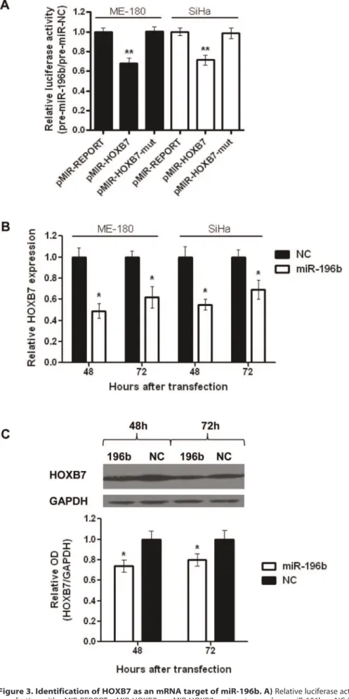 Figure 3. Identification of HOXB7 as an mRNA target of miR-196b. A) Relative luciferase activity of ME-180 or SiHa cells at 24 hours after co- co-transfection with pMIR-REPORT, pMIR-HOXB7 or pMIR-HOXB7-mut vectors and pre-miR-196b or NC (30 nmol/L)