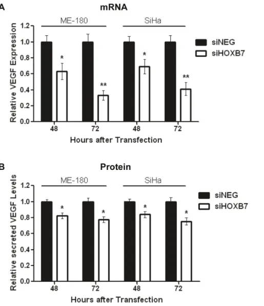 Figure 4. Identification of VEGF as a target of the HOXB7 transcription factor. A) Relative VEGF expression at the mRNA level after transfection of ME-180 or SiHa cells with siHOXB7 or siNEG (30 nmol/L), as determined by qRT-PCR