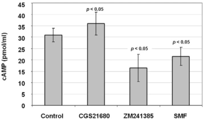 Figure 6. Effect of CGS21680, ZM241385, and SMF on nitrite levels in PC12 cells. Levels of nitrite were measured after 24 h of incubation with 1.0 mM of the A 2A R agonist (CGS21680) or antagonist (ZM241385) or after exposure to SMF; p values are shown in 