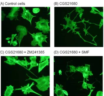 Figure 9. Effect of CGS21680, ZM241385, and SMF on iron uptake in PC12 cells. Intracellular iron was quantified using a colorimetric assay one hour after the addition of 50 mM FeSO 4 to the medium (p values are shown comparing each test condition to contro