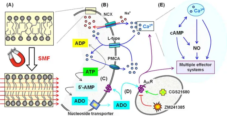 Figure 10. Outline of the putative mechanism of SMF on lipid bilayers, Ca 2+ flux, A 2A R receptors, and downstream modulation of multiple effector systems