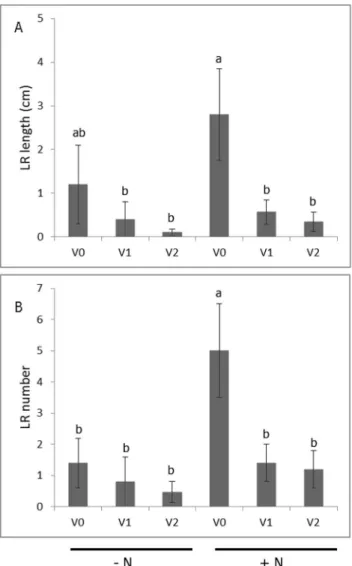 Figure 5. Variation in second order lateral root length (A) and number (B) in response to virus and nitrogen treatments at the onset of storage root initiation in ‘Beauregard’ sweetpotato.