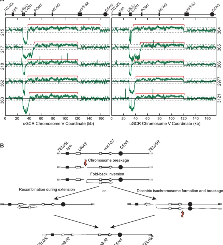 Figure 4. hph + GCRs associated with chrV larger than wild-type contain duplicated chrV sequences