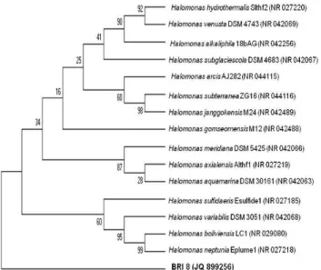 Figure 1. Phylogenetic analysis based on of 16S rRNA sequences of isolate  BRI 8  and related  Halomonas species