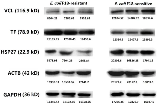 Fig 7. Differential expression of VCL, TF, HSP27 and ACTB proteins in duodenal tissue between E 