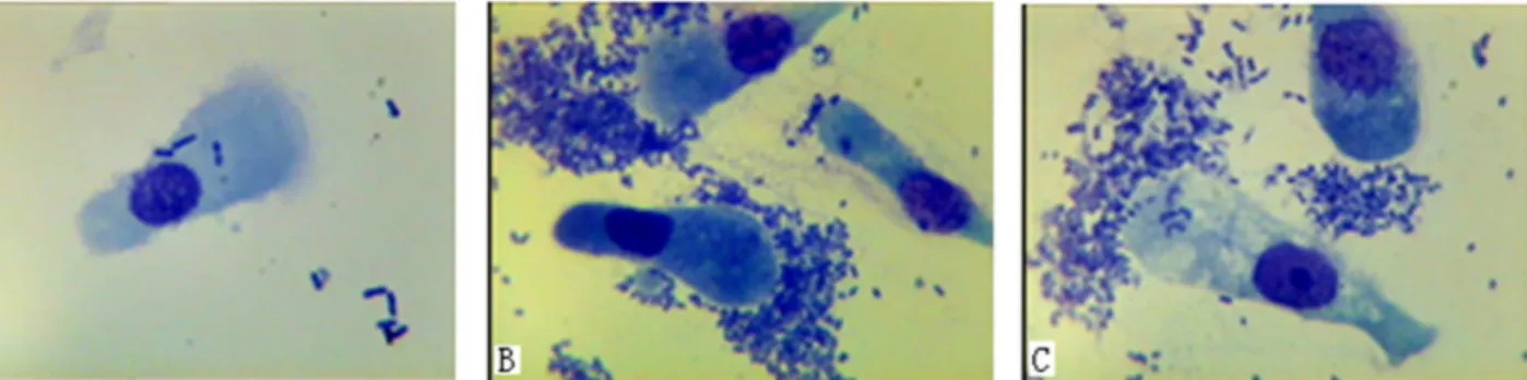 Fig 1. Adhesion test of intestinal epithelial cells from E . coli F18-resistant and -sensitive piglets