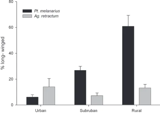 Figure 1. Percent LW individuals found in P. melanarius (a non-native species) and A. retractum (a native  North American carabid) along an urban-rural gradient