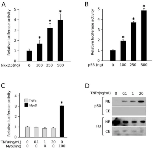 Figure 6. Transcriptional regulation of the Ankrd2 promoter by Nkx2.5, p53 and NFkB. Both Nkx2.5 (A) and p53 (B) are upstream effectors of Ankrd2 gene expression