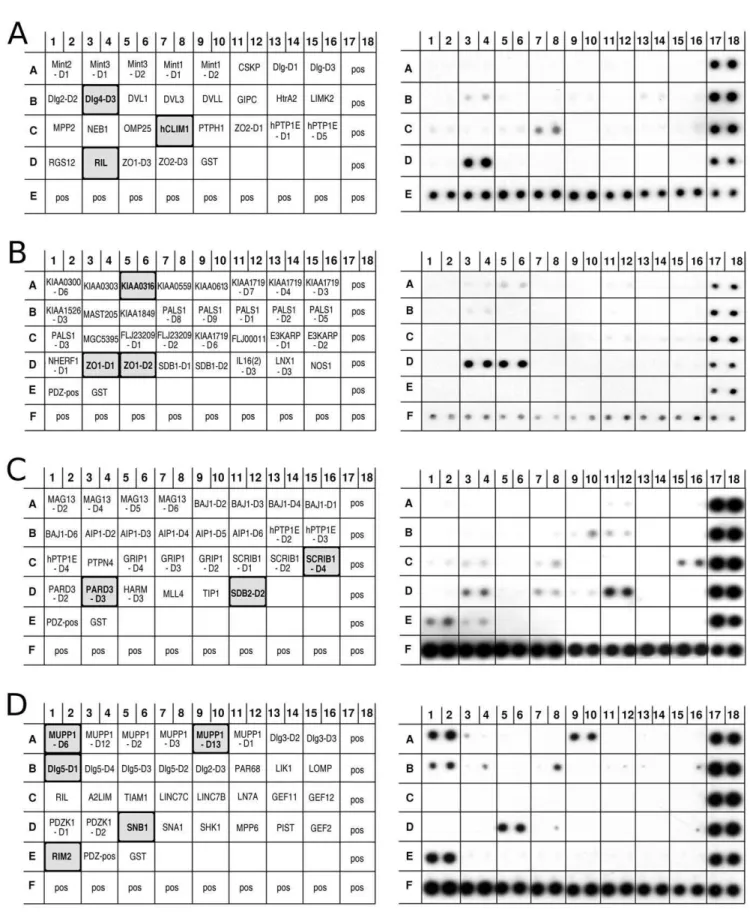 Figure 1. Ankrd2 can bind proteins via their PDZ domain. Panels (A), (B), (C) and (D) show respectively PDZ arrays I, II, III and IV (Panomics/