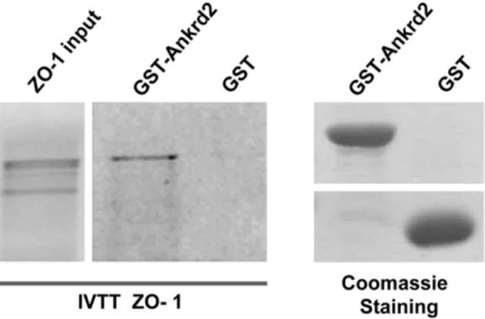 Figure 2. Ankrd2 interacts with tight junction protein ZO-1 (TJP1). The left panel shows GST-Ankrd2 pull down of radiolabeled  ZO-1: only the GST-Ankrd2 bound to ZO-1 and not GST protein alone