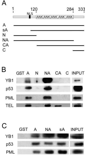 Figure 5. Mapping the interaction sites for YB-1, p53, PML and telethonin/Tcap on Ankrd2