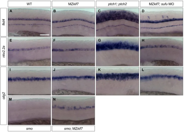 Figure 8. Hh target gene regulation in the neural tube is largely independent of Kif7 and Sufu function