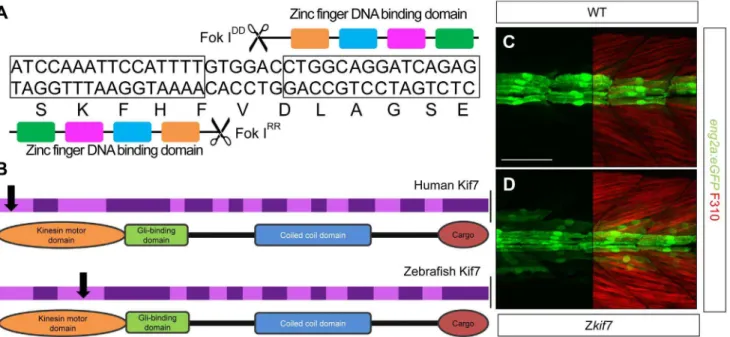 Table 1. Alleles and translational products of zebrafish kif7 mutants generated with CompoZ ZFN.