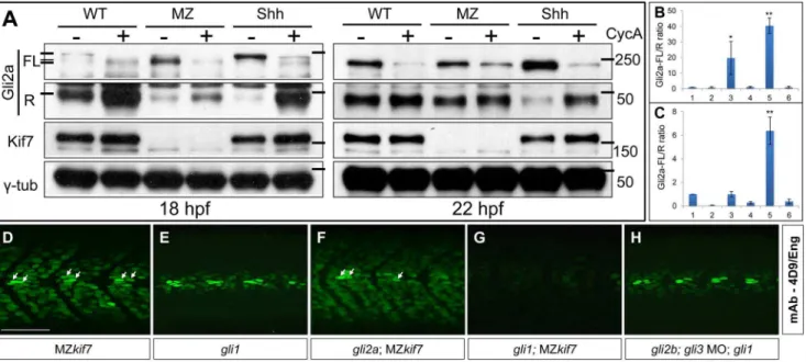 Figure 4. Regulation of Gli processing and activity by Kif7. (A) Western blot analysis showing Gli2a processing in wild-type (WT), MZkif7 (MZ) and Shh mRNA injected (Shh) embryos at 18 hpf (left panel) and at 22 hpf (right panel) compared to the same set t