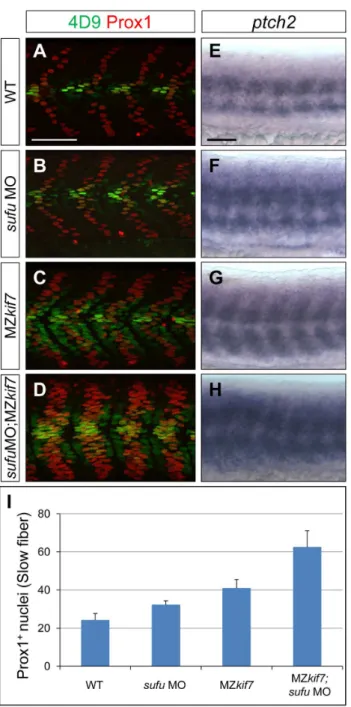 Figure 7. Loss of Sufu further enhances Gli activity in MZ kif7 mutants. (A–D) Parasagittal optical sections of 30 hpf WT (A,B) or MZkif7(C,D) embryos stained with anti-Prox1 (red) and 4D9 (green) antibodies; morpholino mediated knock-down of sufu results 