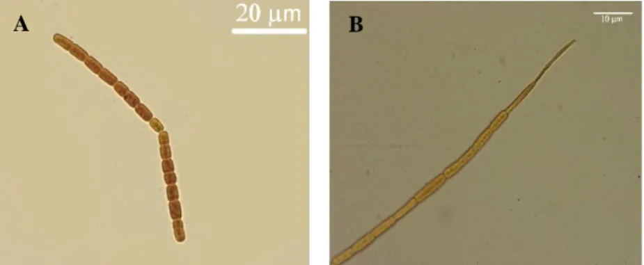 Figura  3.1  -  Fotografias  das  espécies  de  cianobactérias  alvo  deste  estudo  e  mantidas  na  coleção  ESSACC: 