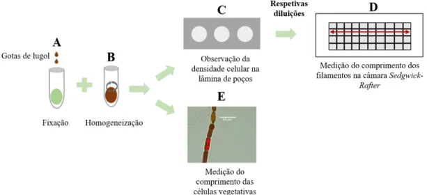 Figura 3.4  -  Representação  esquemática  do  processo  de  contagem  celular  das  culturas:  (A)  Fixação  das  culturas  com  Lugol; (B) Homogeneização da alíquota; (C) Avaliação da densidade celular na lâmina de poços; (D) Medição dos filamentos  em 1