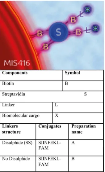Fig 1. Coupling methodology. The conjugation strategy used to link MIS416 to biotinylated peptides and fluorophores