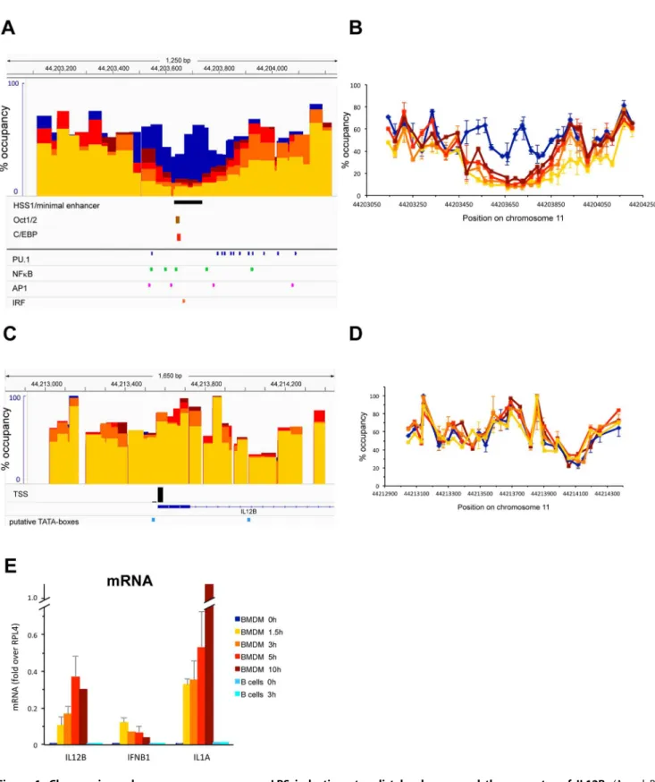 Figure 1. Changes in nucleosome occupancy upon LPS induction at a distal enhancer and the promoter of IL12B