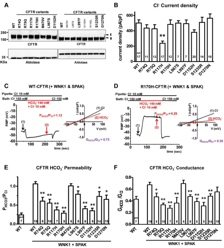 Figure 1. Functional characteristics of the nine CFTR BD variants. Panel a. Wild-type (WT) and variant CFTR proteins were expressed in HEK 293T cells and immunoblotted with anti-CFTR and anti-Aldolase antibodies