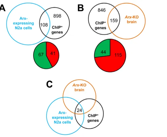 Figure 7. Gene expression changes of Arx candidate targets. A) Venn diagram illustrating the number of ChIP-positive genes that were found to show expression changes in Arx-overexpressing cells