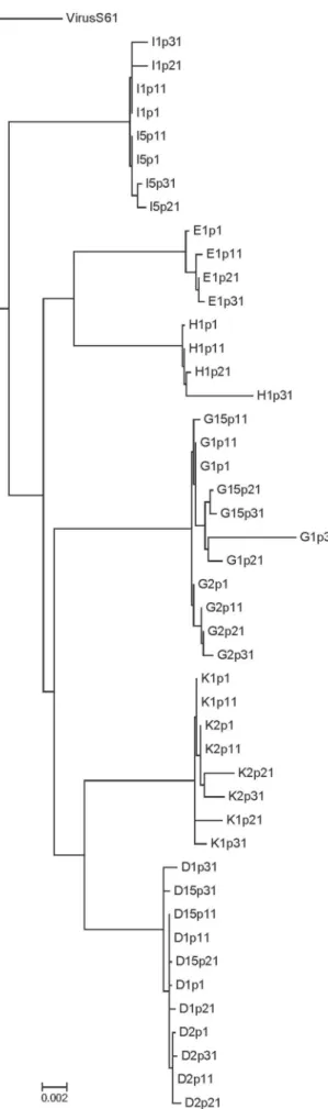 Figure 2. Maximum Likelihood phylogenetic tree of the studied viruses. Maximum Likelihood tree constructed with the complete genomic sequences of the studied viruses and the parental S61 virus