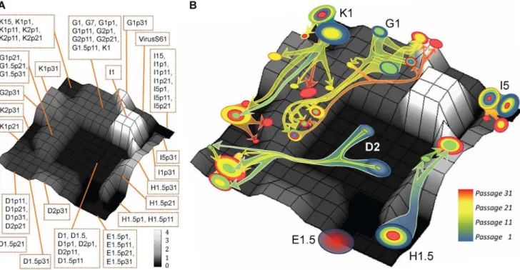 Figure 4. Representation of the fitness landscape from viral consensus sequences in the V1–V2 region in env gene and of the evolutionary trajectories of quasispecies variants
