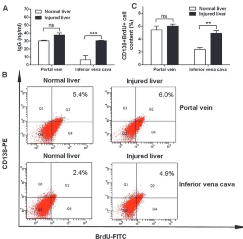 Fig 4. Inferior vena cava serum from mice with injured livers increased immunoglobulin synthesis by activating the plasma cell proliferation