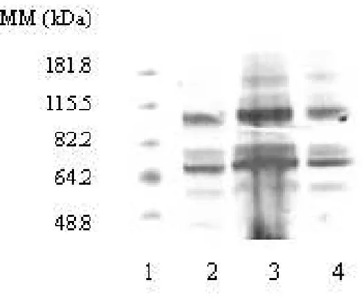 Figura  3.1.6.1 .  É  também  possível  identificar  o  mesmo  padrão  de  migração  das  proteínas em MLV e DRV 