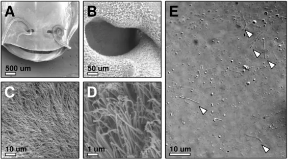 Figure 1. Preparation of olfactory cilia. (A–D) SEM micrographs, (A) Top view onto the nostrils of a Xenopus laevis tadpole, (B) one nostril, at the bottom of which a lawn of sensory clila can be seen (C, D), (E) detached cilia (arrow heads) on a Poly-L-Ly