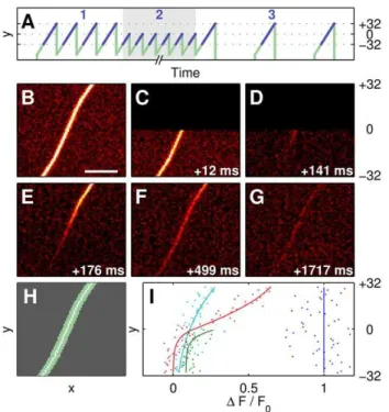 Figure 3. Fit of 1D diffusion model to experimental data. (A) Experimental data, shown as 1D fluorescence distribution over frame numbers for a full experiment, with normalized fluorescence (DF =F 0 ) color-coded according to color map