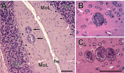 Fig. 4). Likewise, the mesencephalic periaqueductal grey (A 11) was highly infected only in a single animal